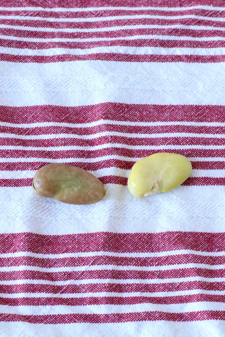Fully shelled fava bean with the outer shell beside it